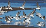 Tern Takeoff_41457